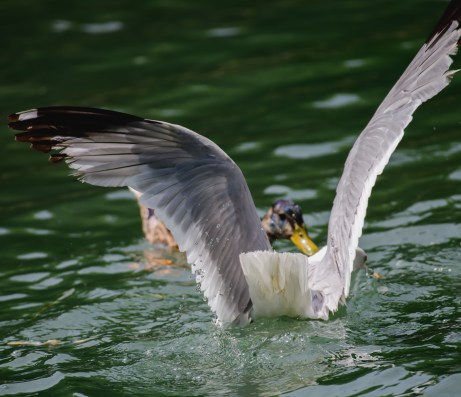 850_1425 butt shot gull and duck