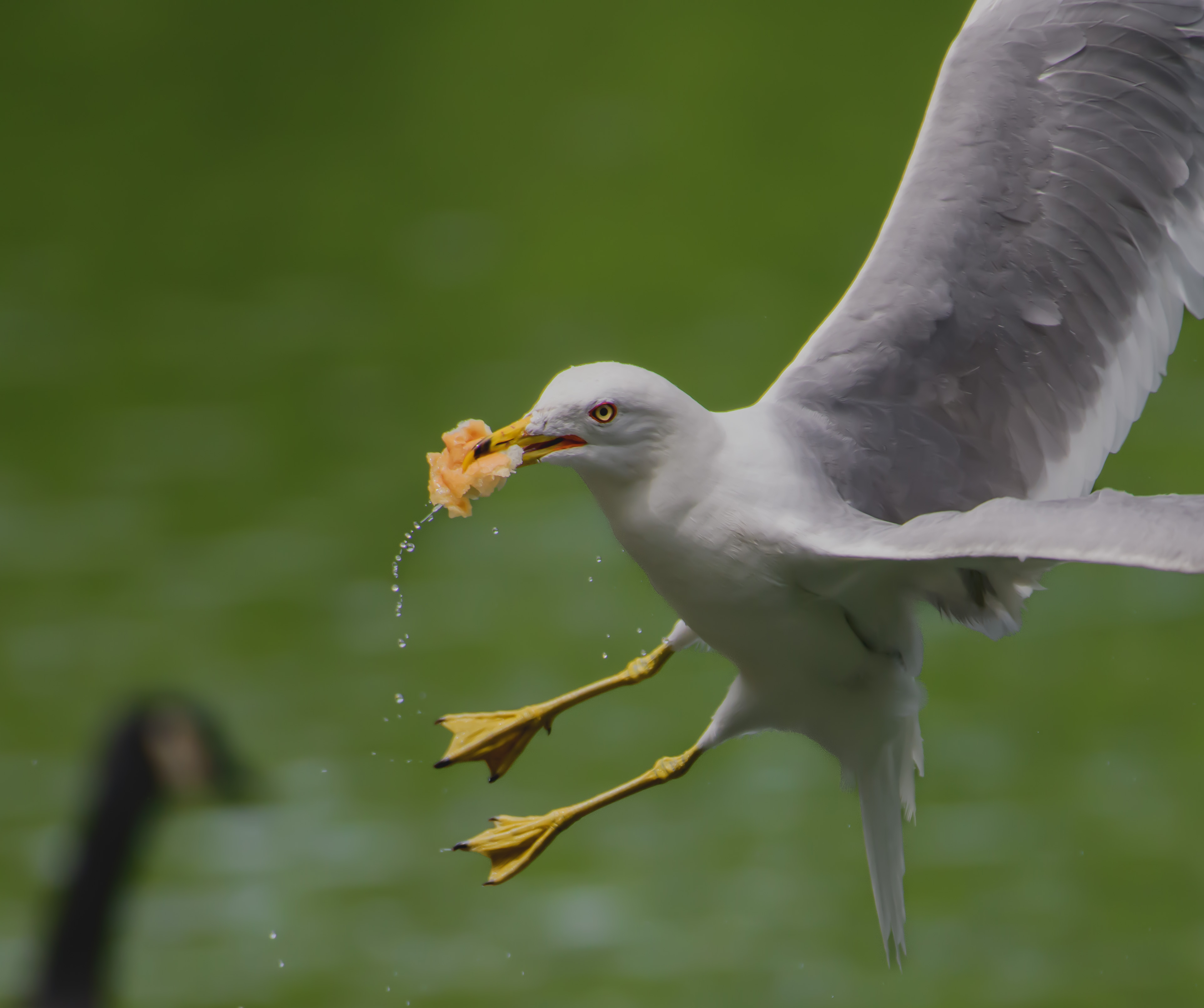 850_1599 gull in flight