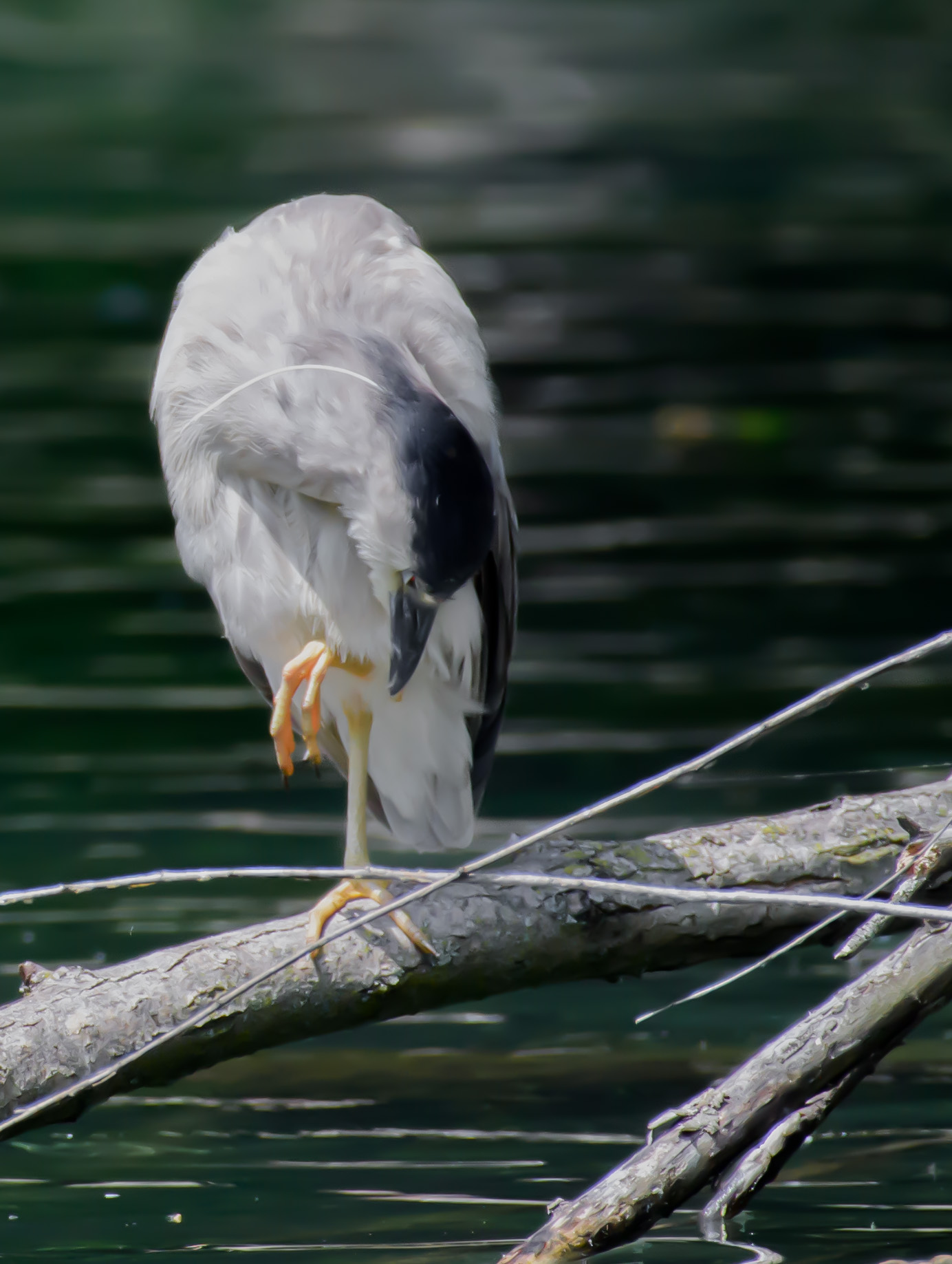 850_1634 black crowned night heron